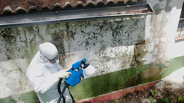Top rated local Basement Mold Remediation specialists in Columbia, MD
